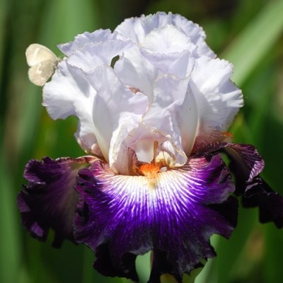 Snowed In (Ghio, 1998)